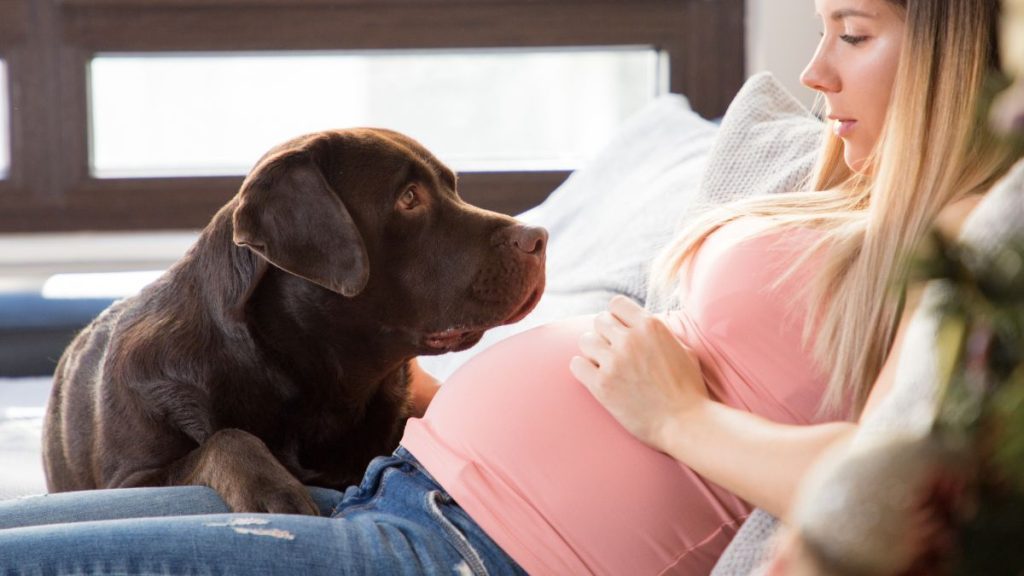 Ce Chien A Sauv La Vie De Sa Ma Tresse Enceinte Et De Son B B Direct France Info